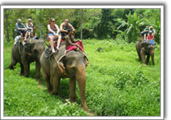 Elephant trekking Koh Chang